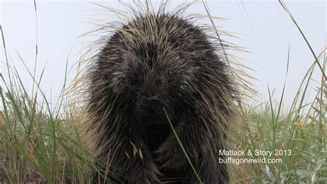 Texas Wild Porcupine 101 Narrated Youtube