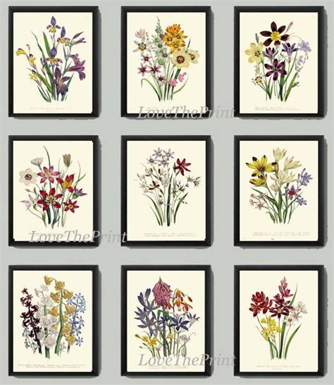 Antiqie Botanical Print Set Of 9 Art Loudon Antique Beautiful Etsy
