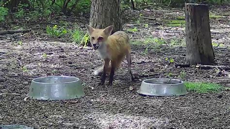 20200528 Raccoon Fox In Daylight Youtube