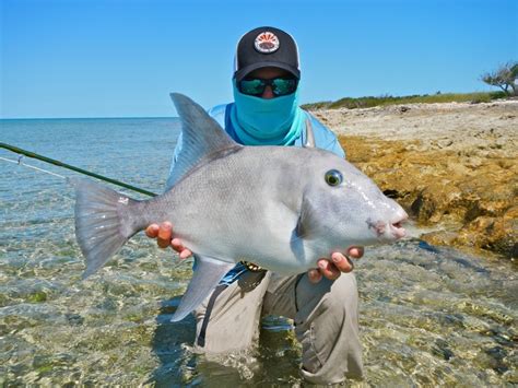 Slab Of The Month Entry Moldy Chum Triggerfish Fly Fishing Chums