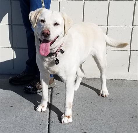 Paisley Yellow Labrador Retriever Adult Adoption Rescue For Sale In