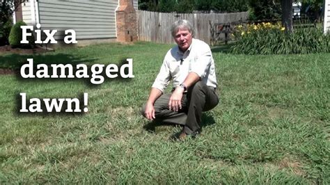 Maybe you would like to learn more about one of these? Lawn Renovation: How To Grow Grass In A Damaged Lawn - YouTube