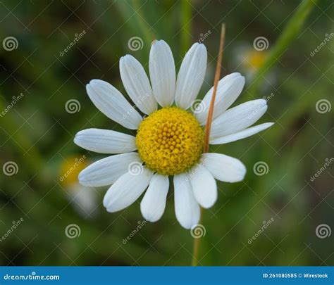 Shallow Focus Shot Of White Common Daisy On Blur Green Background Stock