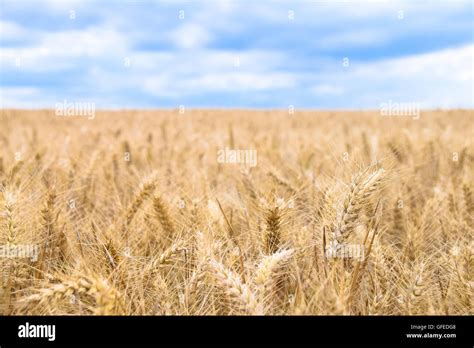 Golden Wheat Field Against Blue Cloudy Sky Stock Photo Alamy