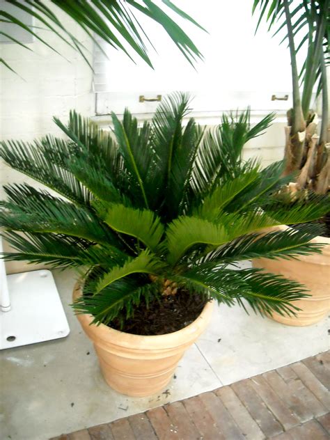 Oct 18, 2020 · different types of palms also grow to varying heights. Palm Piper House, Walter Knoll Florist Client, Exotic Palm ...