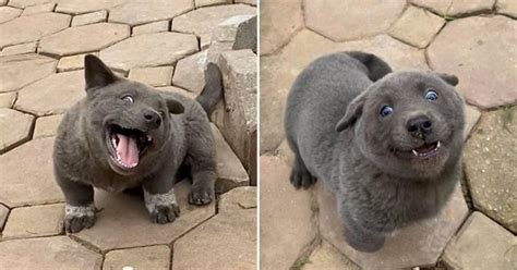 This Puppy Looks Like A Cat And We Are Obsessed Metro News