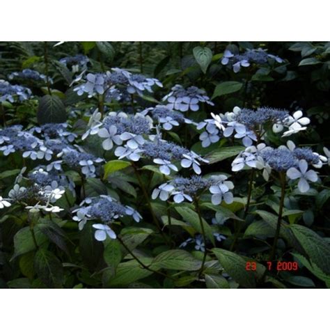 Hydrangea Blue Deckle X 1 Plant Lacecap Hardy Cottage Garden Shrubs