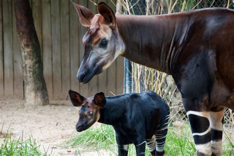 Okapi Naming The Houston Zoo