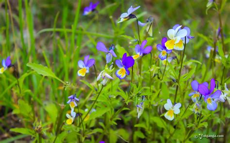Cute Wild Flowers Of Russia Exclusive Hd Wallpapers