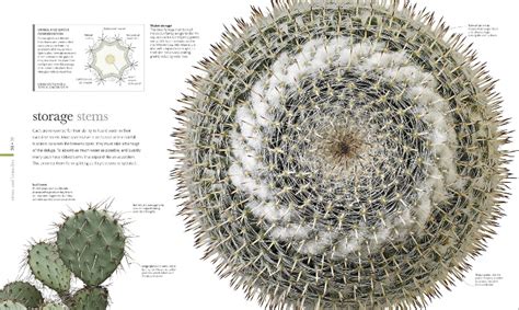 Flora Inside The Secret World Of Plants From Summerfield Books