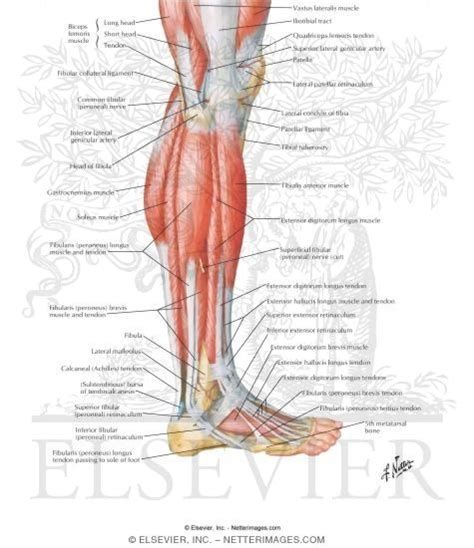 Muscles Of Leg Lateral View