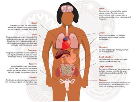 Eye, nose, cheek, chin, mouth, neck, shoulder, armpit, breast, thorax, navel, abdomen, publs, groin, knee, foot, ankle, toe. Anatomy poster fail - stomach labelled as lungs; ovaries ...