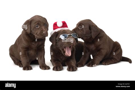 Chocolate Lab Christmas Puppies Stock Photo Alamy