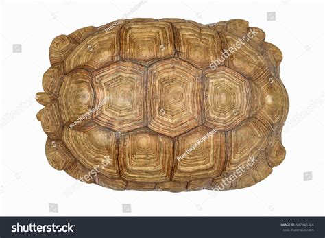Giant Tortoise Shell Texture Turtle Carapace Stock Photo 697645384
