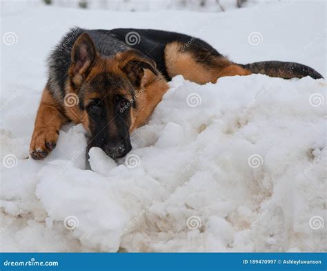 German Shepherd Lying Down In White Snow Stock Image Image Of Brown