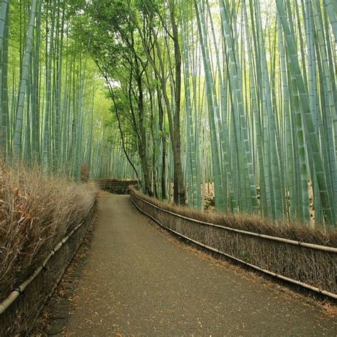 Arvinds Sagano Bamboo Forest At Arashiyama Kyoto