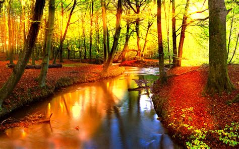 Forest Trees Nature Landscape Tree Autumn Fall Wallpapers Hd