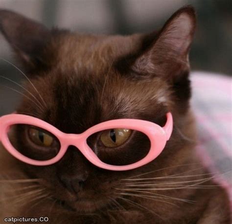 25 Cats Wearing Glasses 고양이 동물