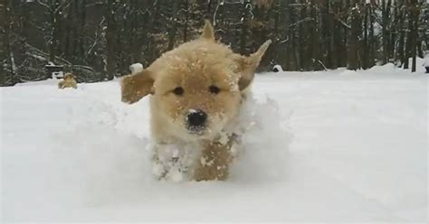 Cute Video Of The Day Puppies Playing In Snow Video
