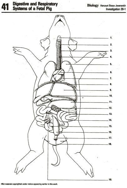 Fetal Pig Circulatory System Diagram General Wiring Diagram