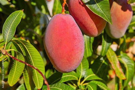 Mango Tree With Hanging Mango Fruits Stock Photo Adobe Stock