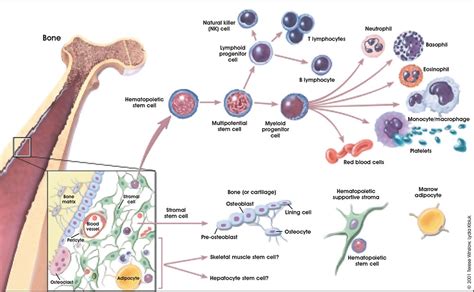 Filehematopoietic And Stromal Cell Differentiation Embryology