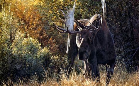 Nature Animals Deer Moose Wallpapers Hd Desktop And Mobile Backgrounds