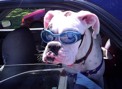 When do puppies most often open their eyes? Doggie Sunglasses: Does Your Dog Need 'Em?