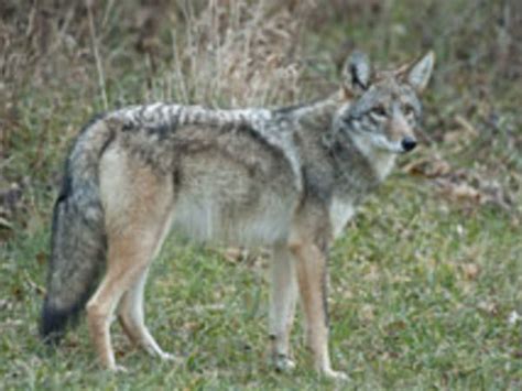 The Eastern Coyote In Norristown Farm Park Norristown Pa Patch