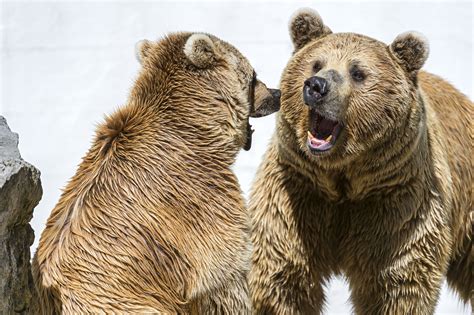 Bears Brown Two Roar Animals Bear Wallpapers Hd Desktop And