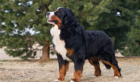 Bernese Mountain Dog Breed Facts And Information Petcoach