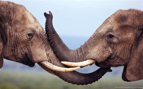 Elephant Wildlife Couple Lovely Kiss Animal Photos Wallpapers