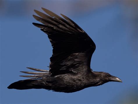 Common Raven San Diego Bird Spot