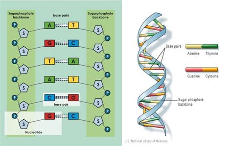 Pengertian Struktur Fungsi Dan Replikasi DNA