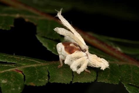 Ricaniid Planthopper Nymph Ricaniidae Puer Yunnan Chi Flickr