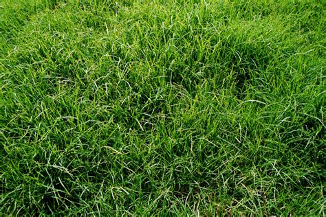 How To Dig Up A Lawn To Replant Grass Seed