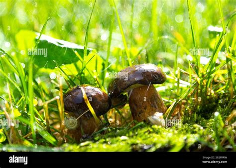 Two Forest Mushrooms After The Rain Macro Photos Stock Photo Alamy