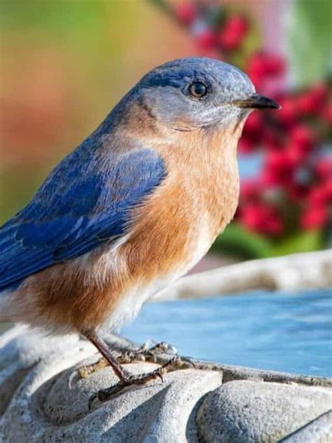 10 Incredible Eastern Bluebird Facts Az Animals