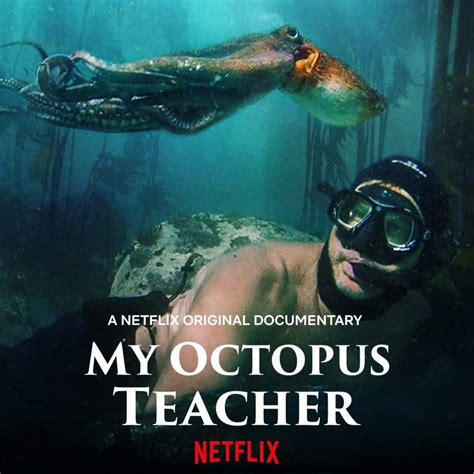 Trả lời những câu hỏi được hỏi nhiều nhất về My Octopus Teacher Từ