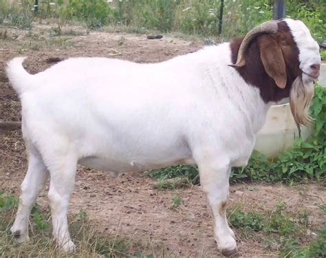 Live Pure Breed Boer Goat 100 Full Blood Live Boer Goats Buy Boar