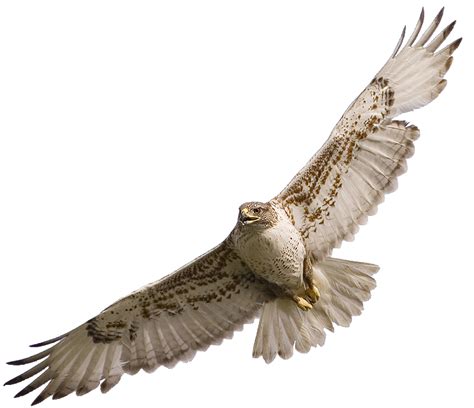 Hawk Flying Transparent Background Clip Art Library
