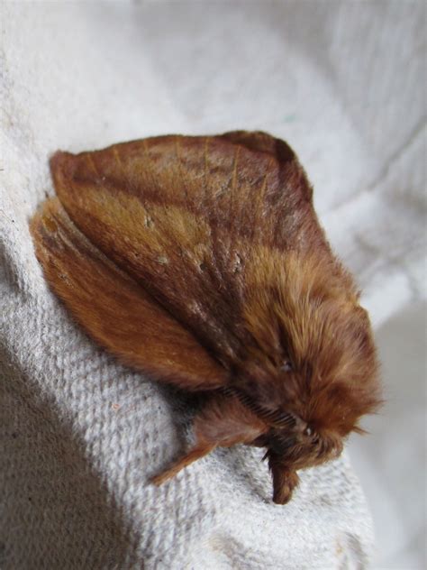 Fox Moth Highlands Of Scotland Moth Furry