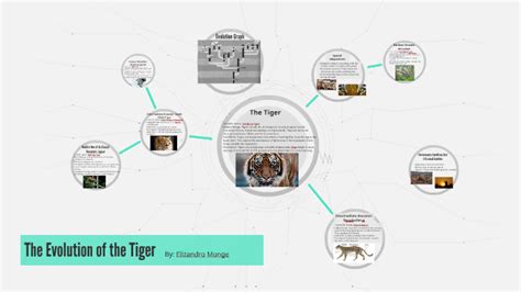 Evolution Of The Tiger By Elizandro Monge