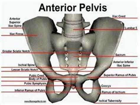 It is also helpful in posterior slings. Anterior Bone Landmarks (Pelvis) - YouTube
