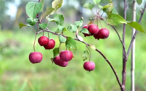 David Domoneys Top 5 Fruit Trees To Grow In Any Garden