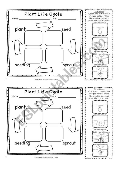 Seed Life Cycle Worksheet Worksheets For Kindergarten