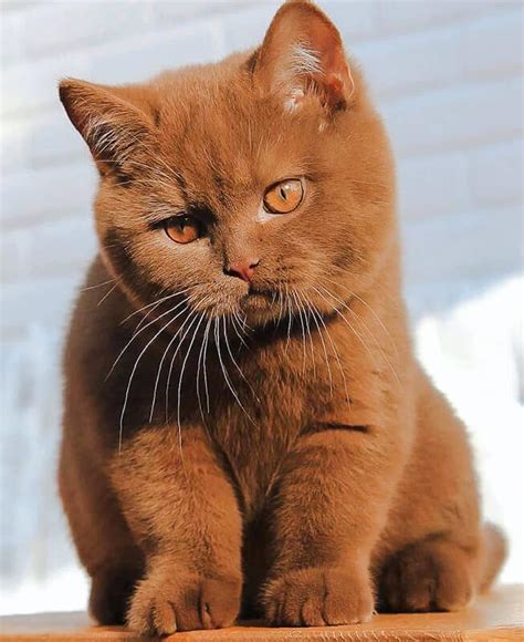 Where To Find British Shorthair Cats For Rehoming My 55 Off