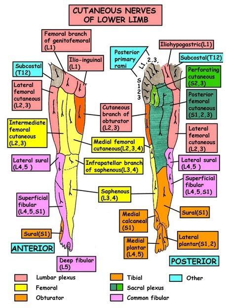 Sensory Nerves Of Leg Anatomy And Physiology Textbook Nerve Anatomy