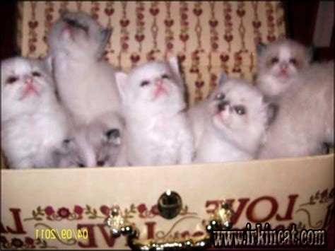 Search by location, breed, size and color. Kittens For Sale Near Me Craigslist - petfinder