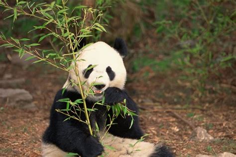 5 Adaptations For The Panda Animals Momme